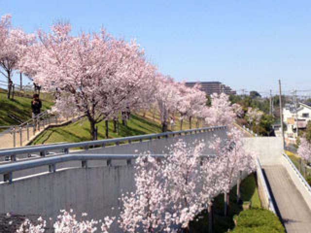 はん和きもの学院 さくらきもの学院 学院の楽しみ Br 着物ブログ